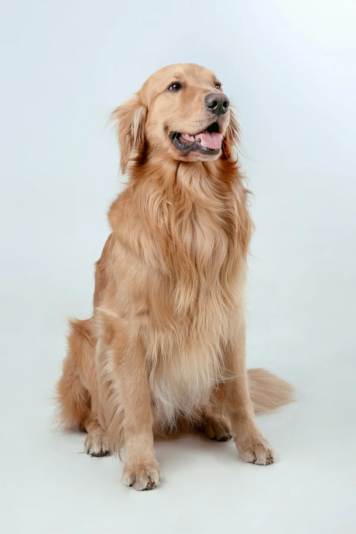 Un golden retriever sentado