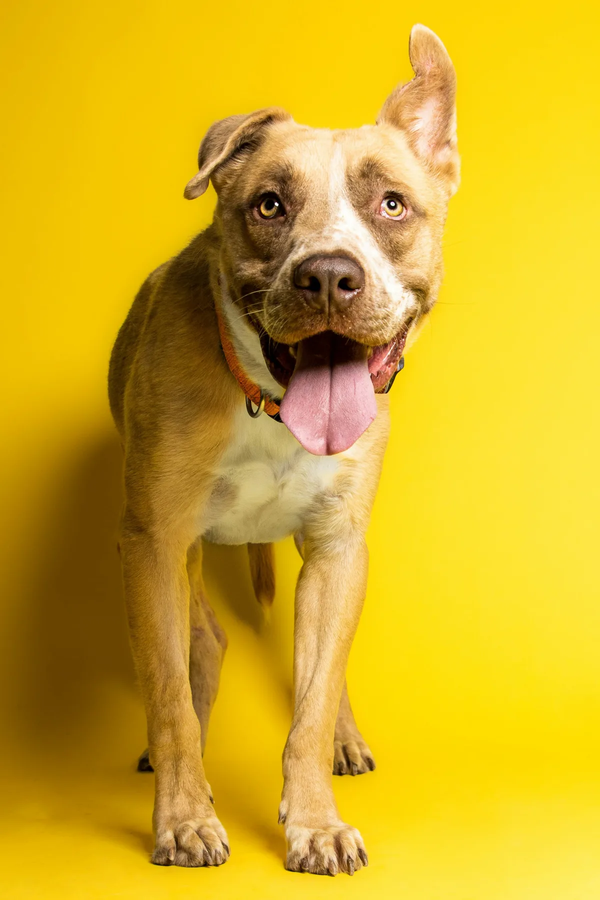 Un perro con la lengua fuera sobre fondo amarillo